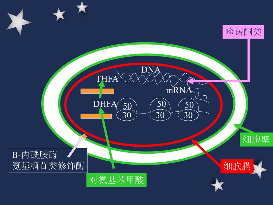 抗生素及其临床应用名师编辑PPT课件.ppt_第3页