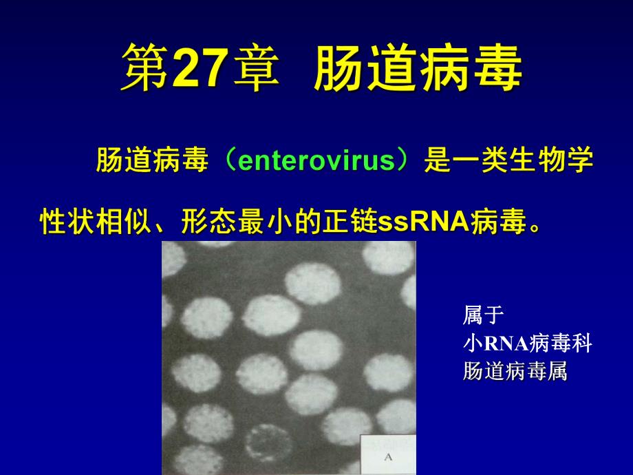 第2728章肠道感染病毒.ppt_第3页