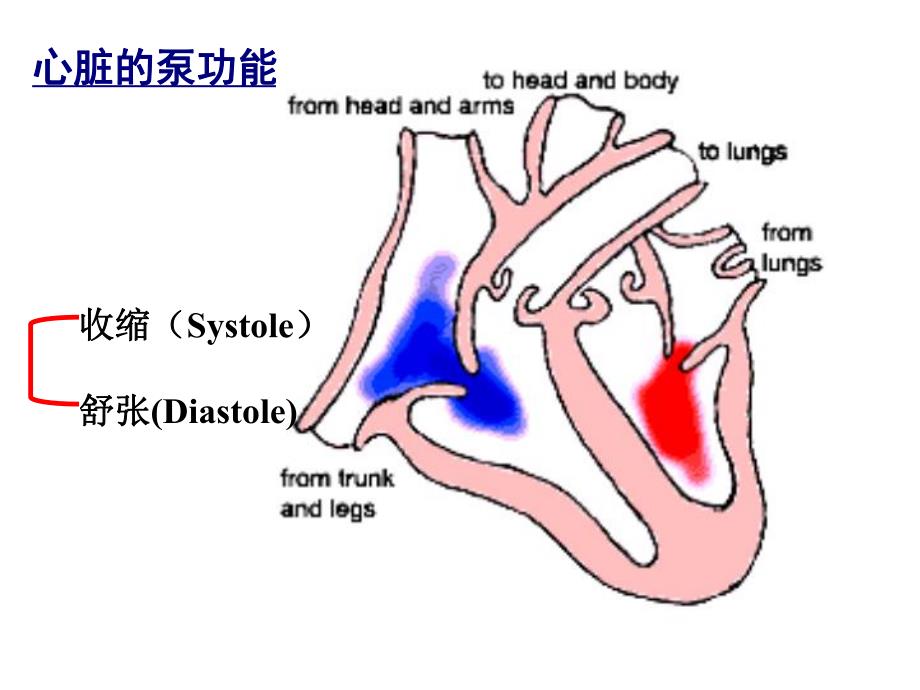 第26章治疗心力衰竭的药物名师编辑PPT课件.ppt_第3页