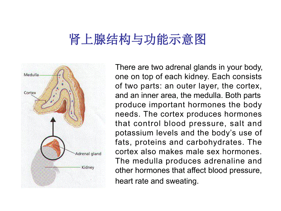 第29章肾上腺皮质激素.ppt_第3页