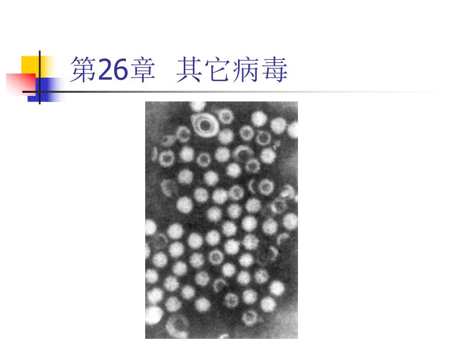 第26章其它病毒.ppt_第2页