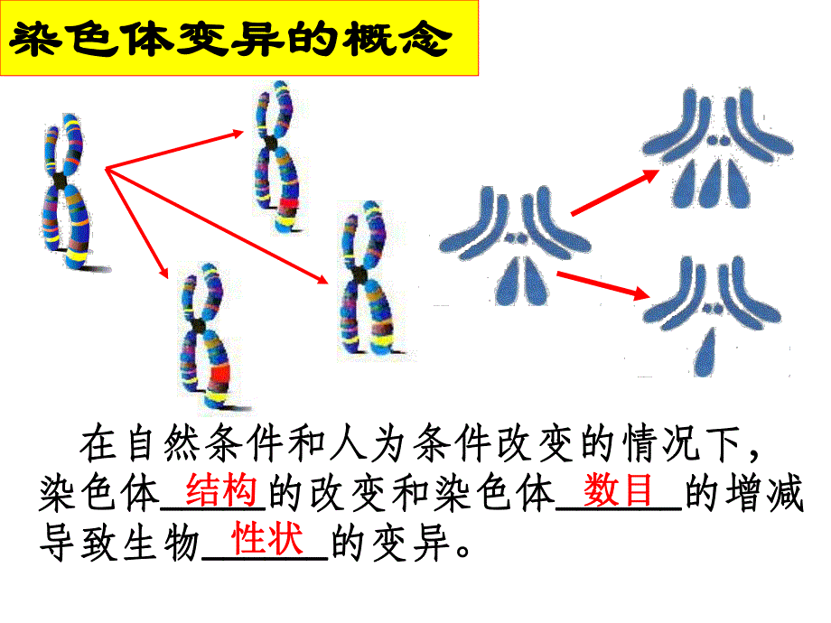 第22讲染色体变异.ppt_第2页
