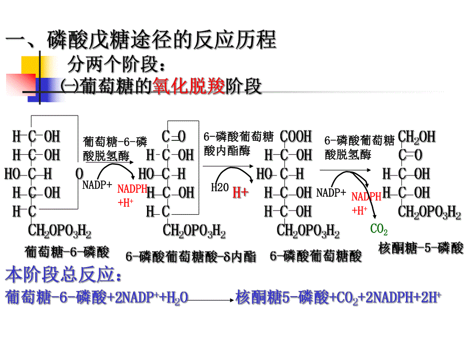 第25章戊糖磷酸途径.ppt_第3页