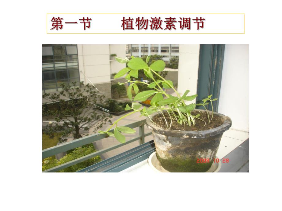 第一节植物激素调节名师编辑PPT课件.ppt_第1页