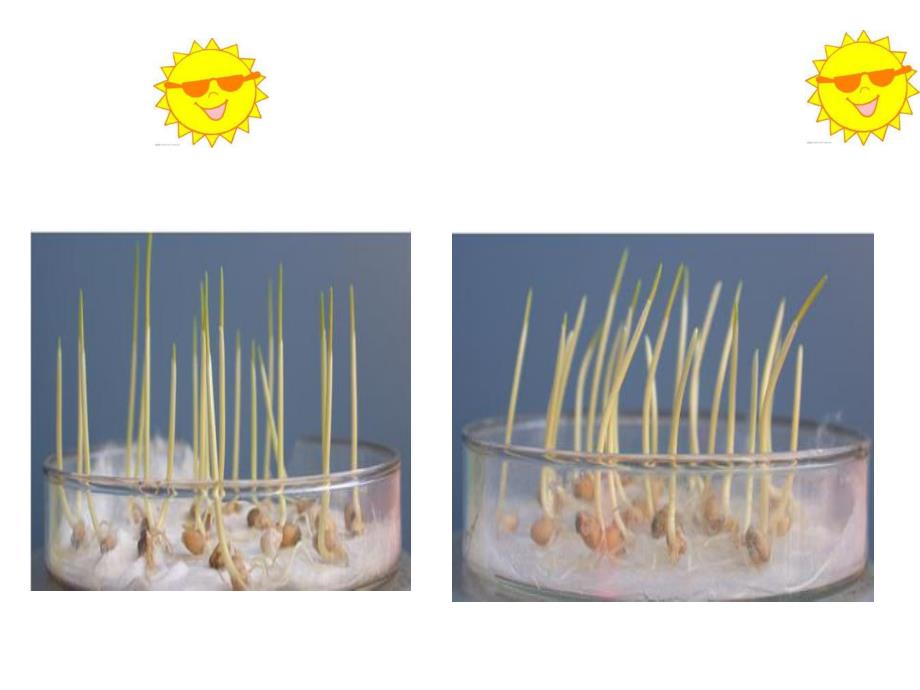 第一节植物激素调节名师编辑PPT课件.ppt_第3页