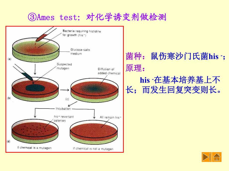 第七章2转化转导结合菌种包藏.ppt_第2页