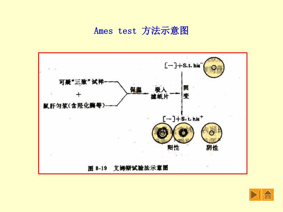 第七章2转化转导结合菌种包藏.ppt_第3页