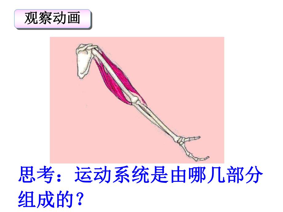 第一部分动物的运动教学课件名师编辑PPT课件.ppt_第3页