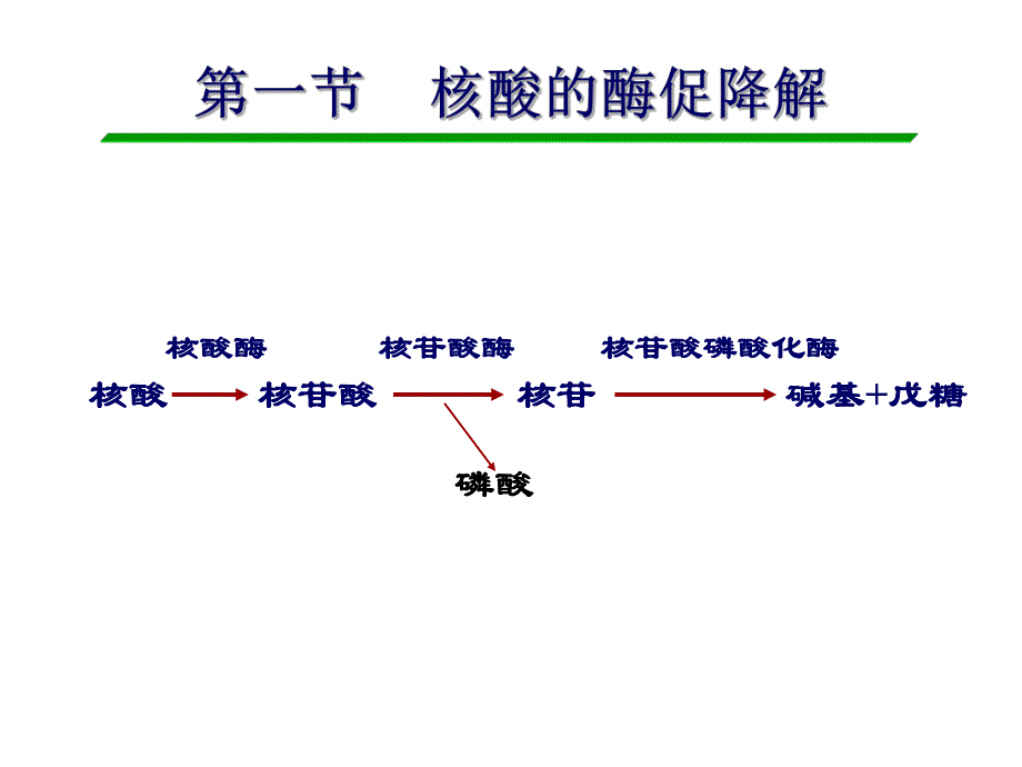 第一节核酸的酶促降解名师编辑PPT课件.ppt_第2页