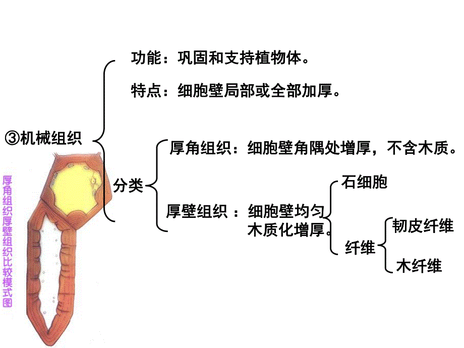 第一节植物组织第二课时.ppt_第2页