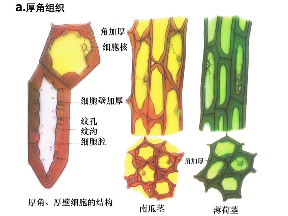 第一节植物组织第二课时.ppt_第3页