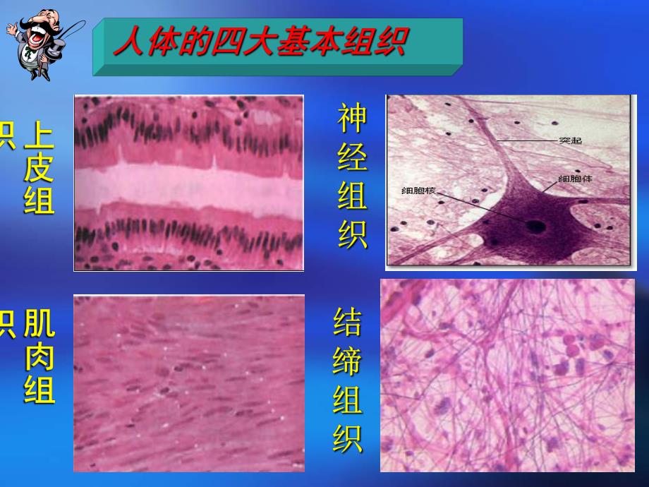 第一部分动物体的结构层次教学课件名师编辑PPT课件.ppt_第3页