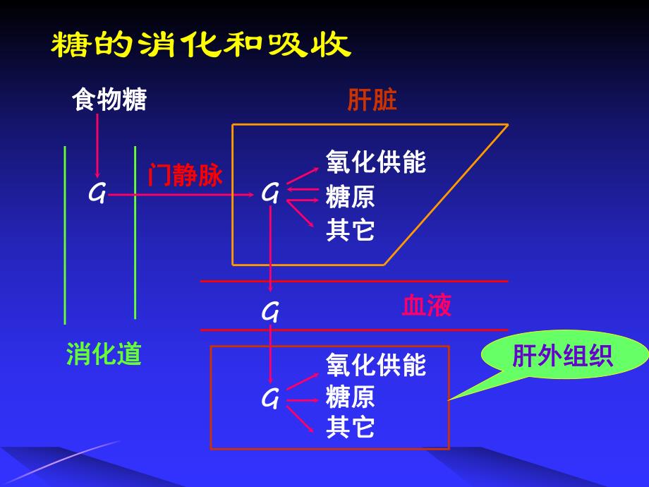 第6章糖代谢完成.ppt_第3页