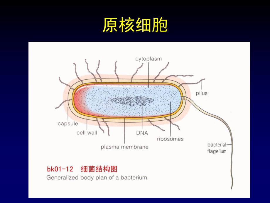 第一部分走进细胞名师编辑PPT课件.ppt_第3页