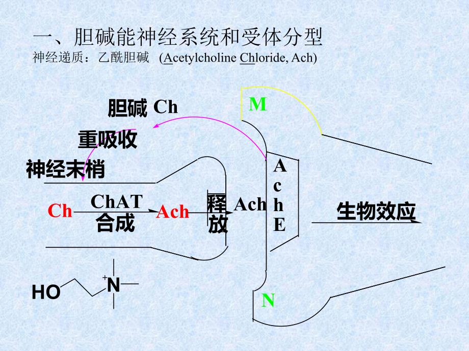 第七章乙酰胆碱.ppt_第2页