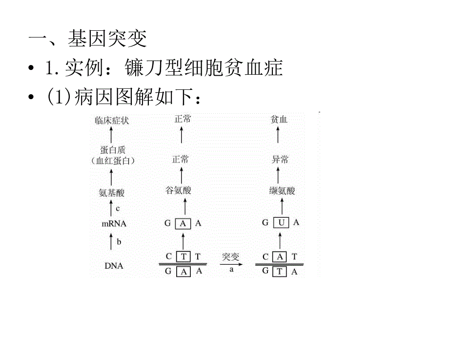 第一节基因突变和基因重组.pptx_第2页