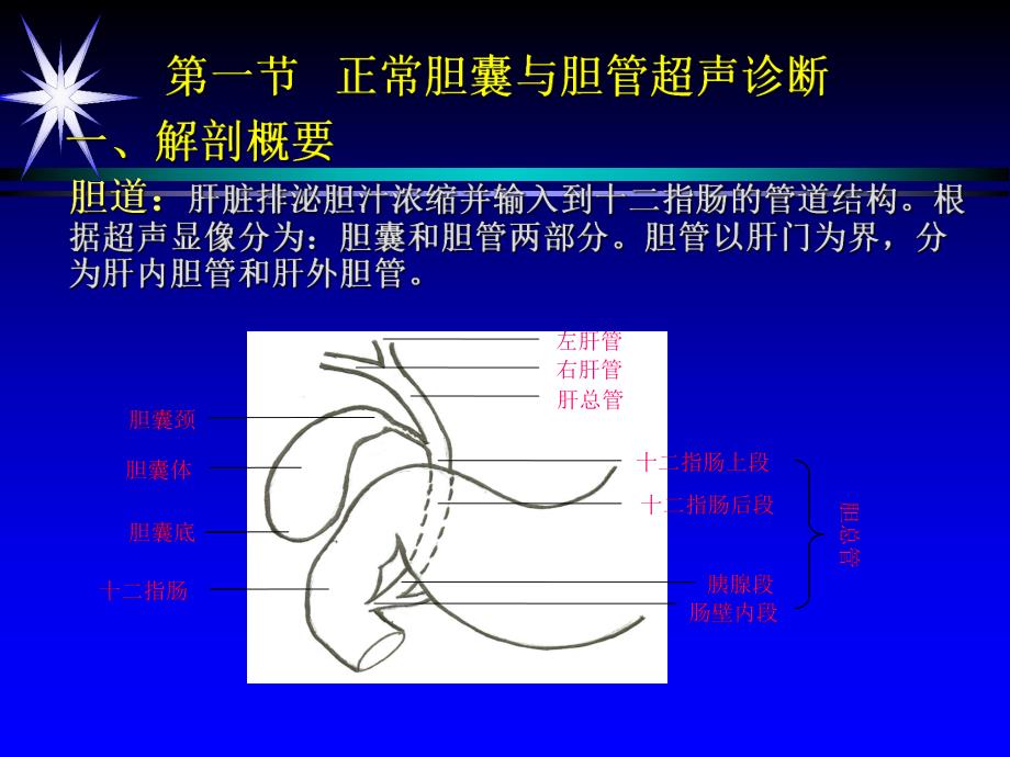 第七章,胆囊,第一二节.ppt_第3页