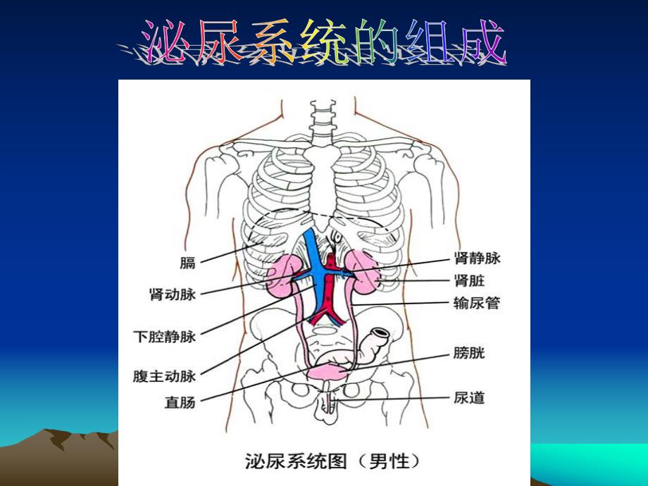 第一节尿的形成和排出天秀中学陈献雄名师编辑PPT课件.ppt_第2页