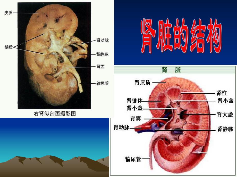 第一节尿的形成和排出天秀中学陈献雄名师编辑PPT课件.ppt_第3页