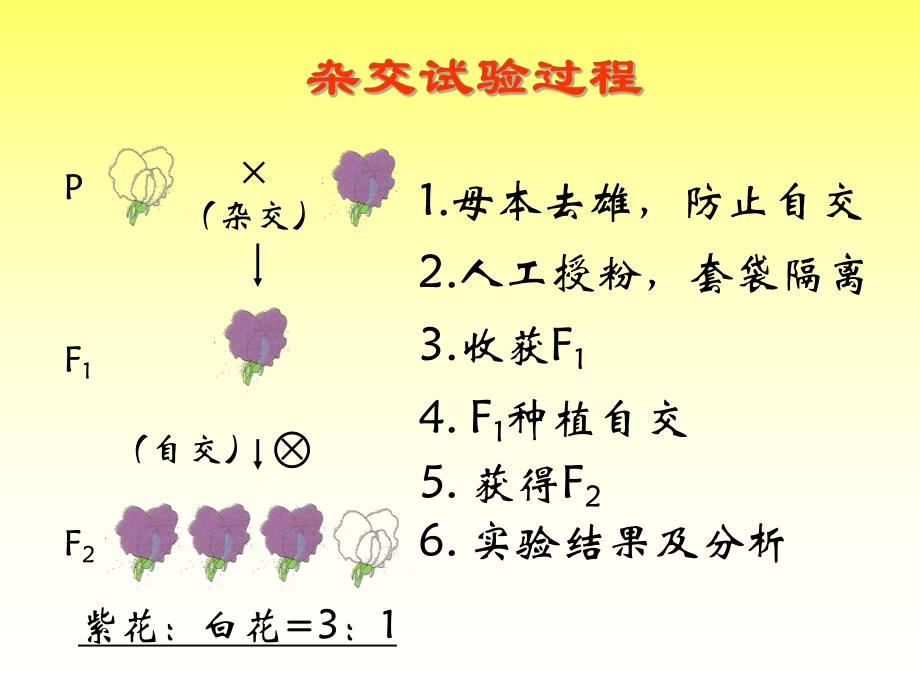 第一节基因的分离定律名师编辑PPT课件.ppt_第3页