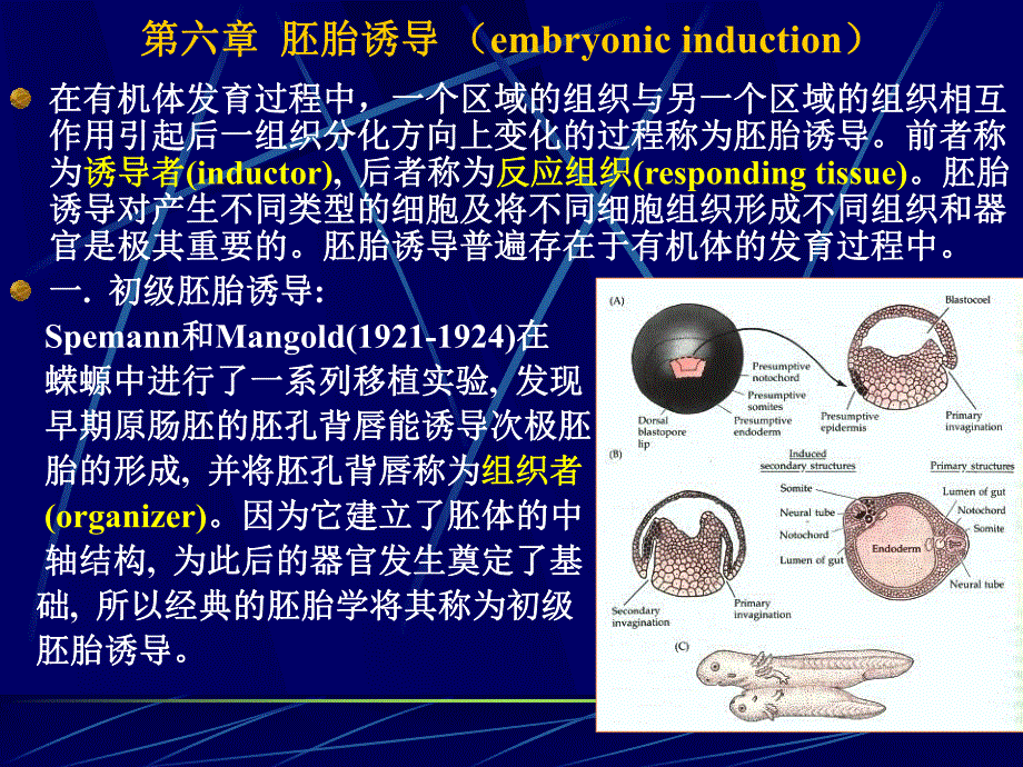 第6章胚胎诱导.ppt_第1页