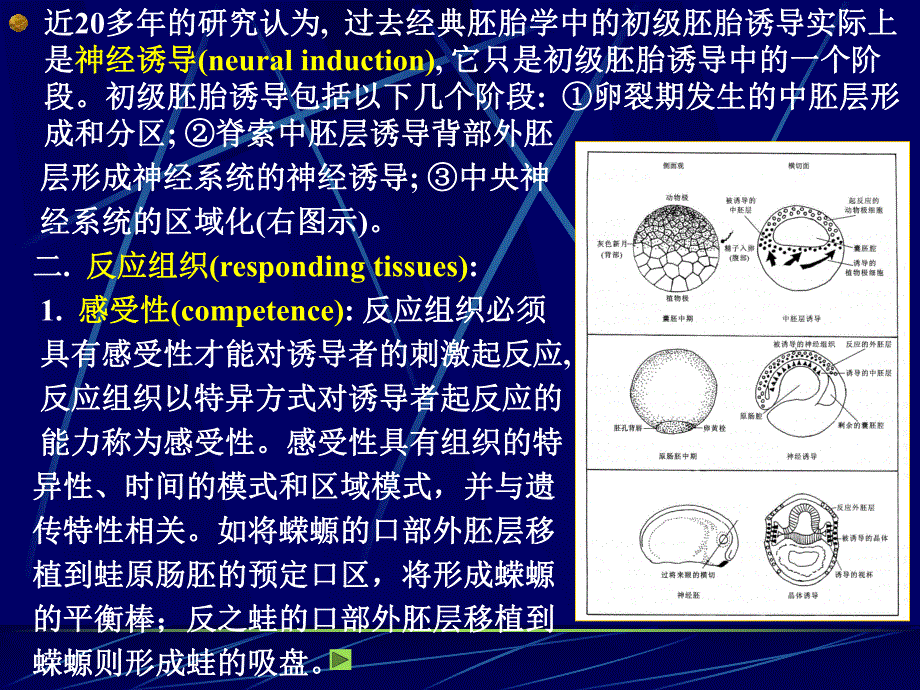 第6章胚胎诱导.ppt_第2页