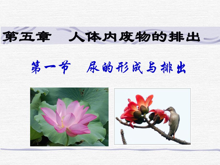 第一节尿的形成与排出名师编辑PPT课件.ppt_第1页