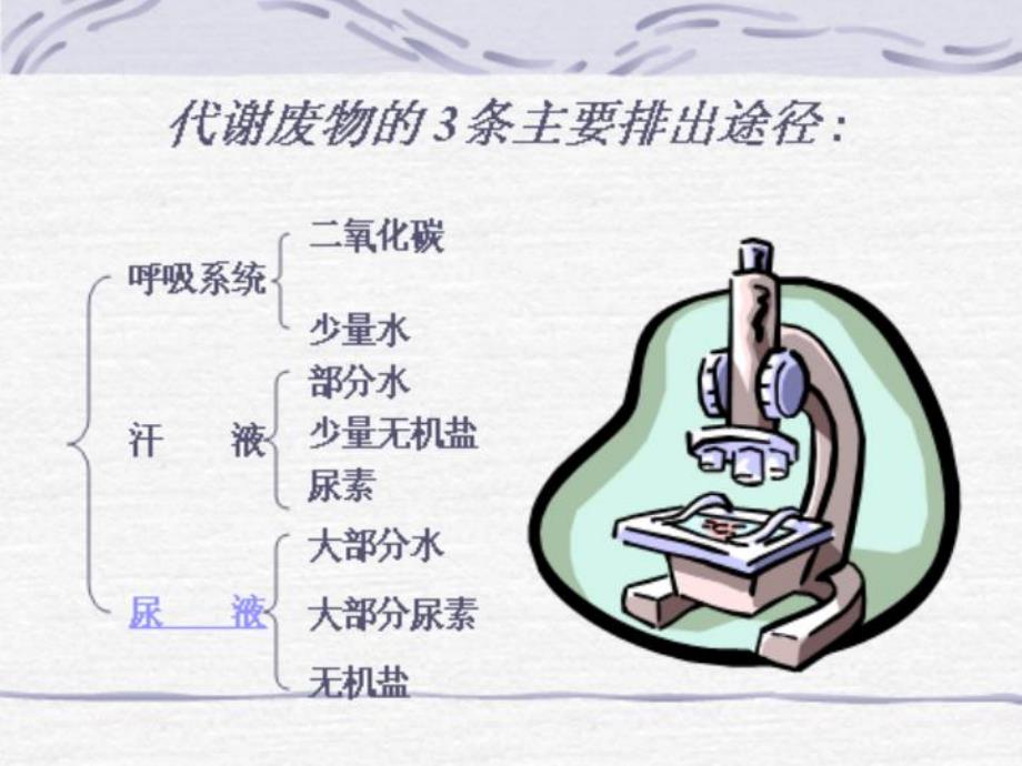 第一节尿的形成与排出名师编辑PPT课件.ppt_第3页