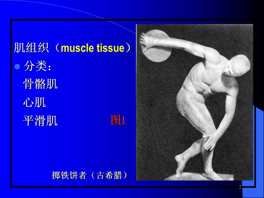 第6章肌组织课件.ppt_第3页