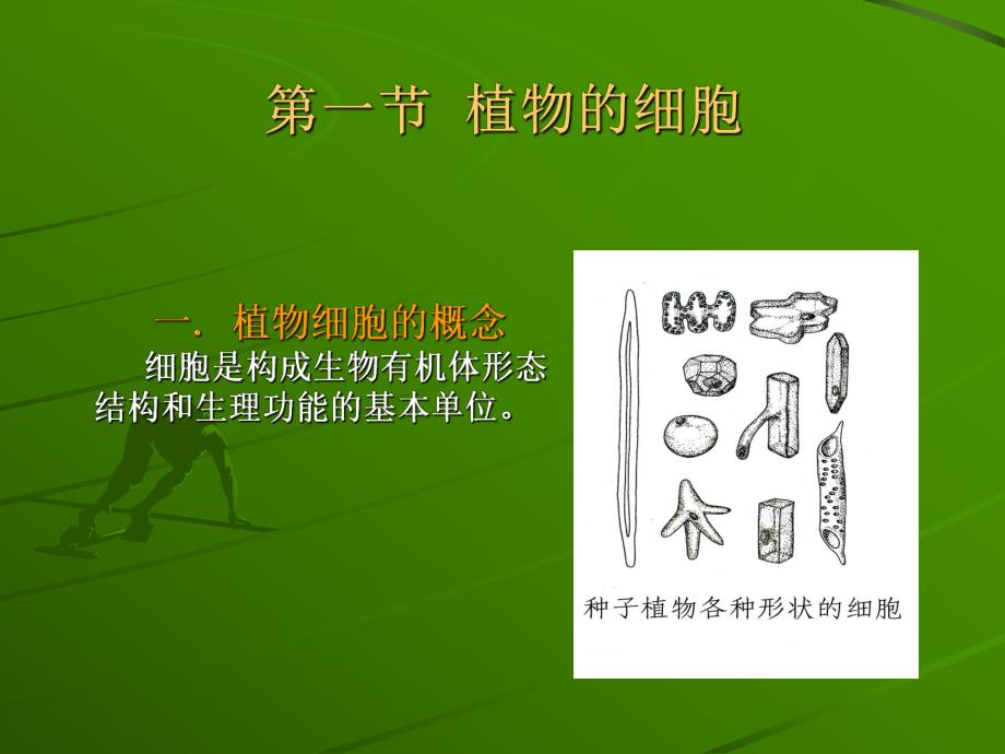 第一节植物的细胞名师编辑PPT课件.ppt_第2页