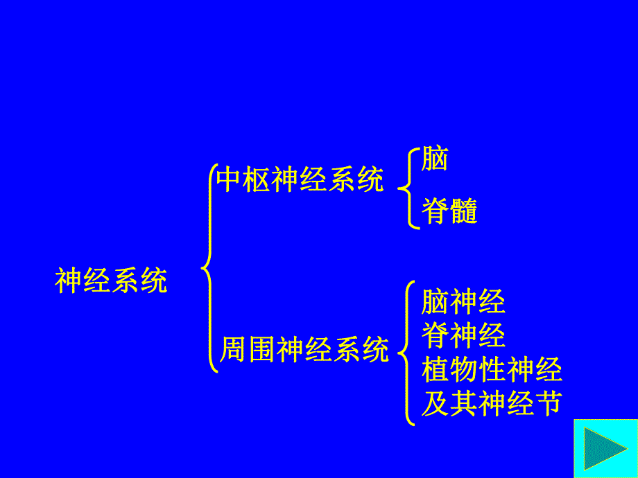 第七章神经系统.ppt_第2页