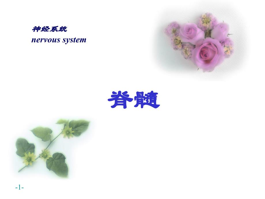 神经系统脊髓.ppt_第1页