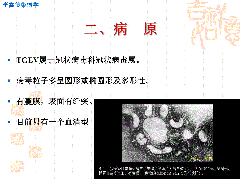 传染性胃肠炎.ppt_第3页