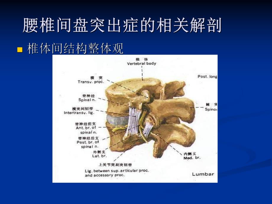 [临床医学]腰椎间盘突出症的诊断、鉴别诊断与分型.ppt_第3页