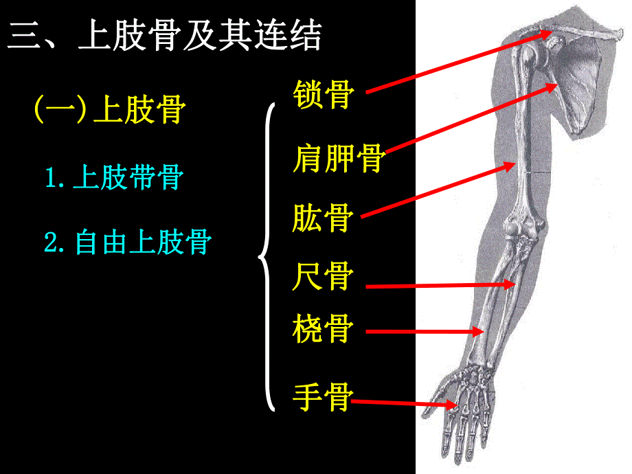 上肢骨及其连结.ppt_第2页