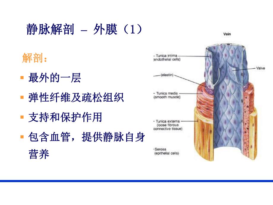 PICC导管相关性血栓形成及处理PICC 上肢静脉解剖及相关性血栓形成.ppt_第2页