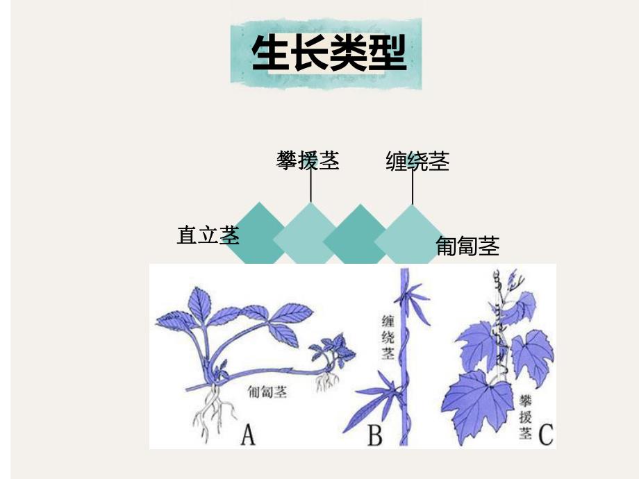 茎的生长类型和分枝类型.ppt_第2页