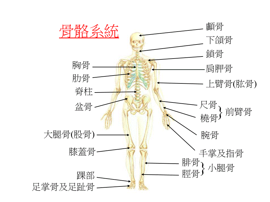 急救手册骨折.ppt_第2页