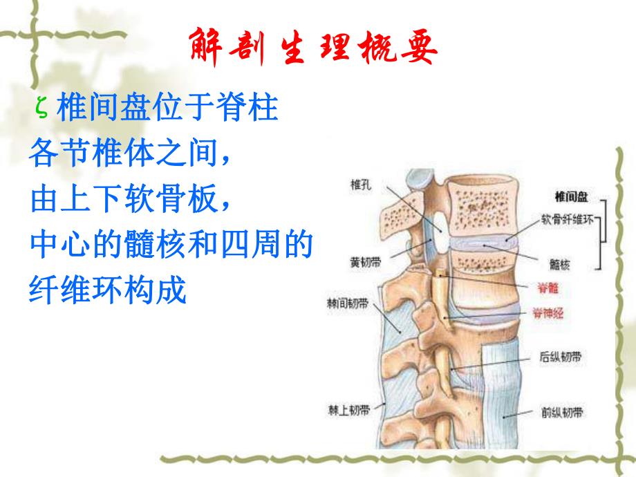 腰椎间盘突出症护理.ppt_第2页