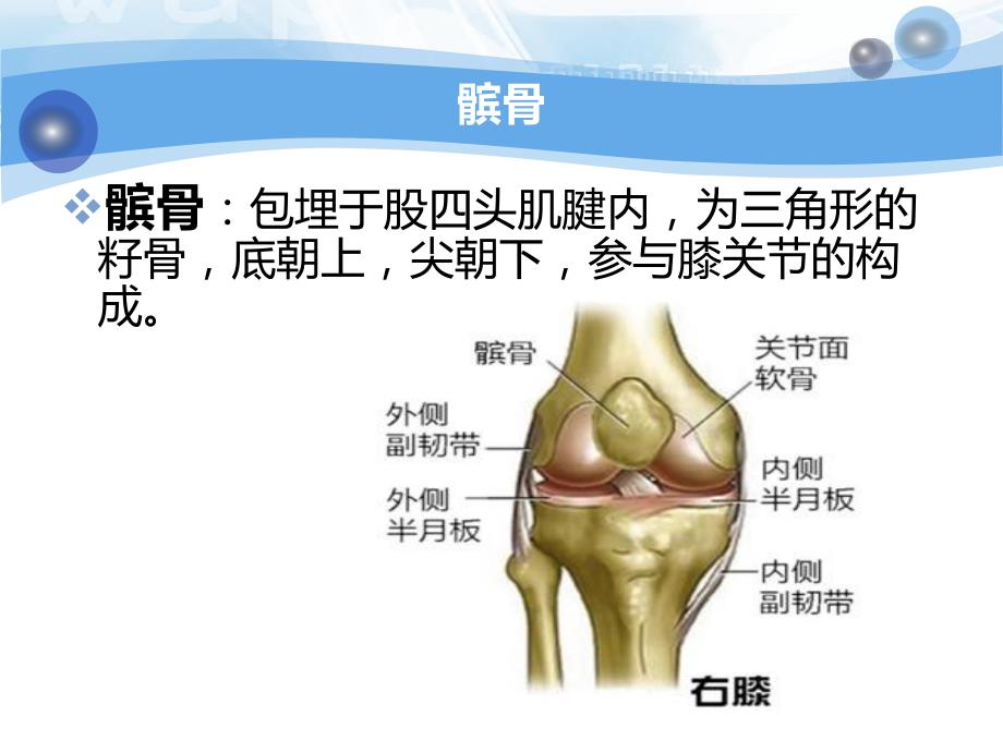 髌骨骨折护理查房.ppt_第2页