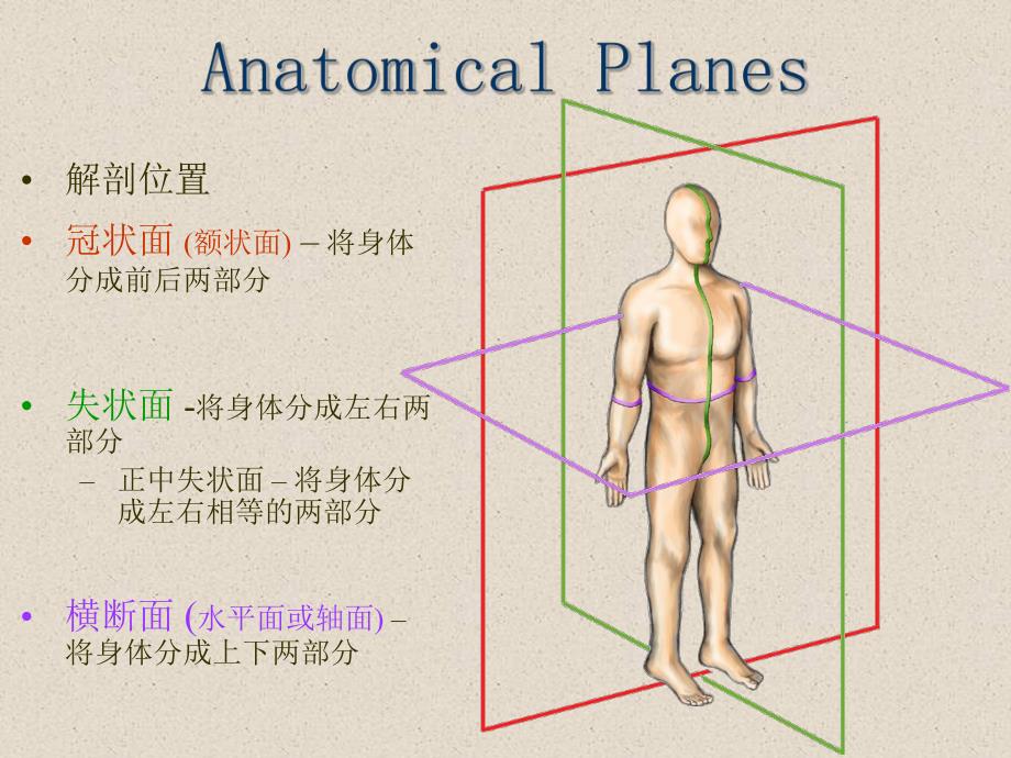 脊柱解剖基础.ppt_第2页