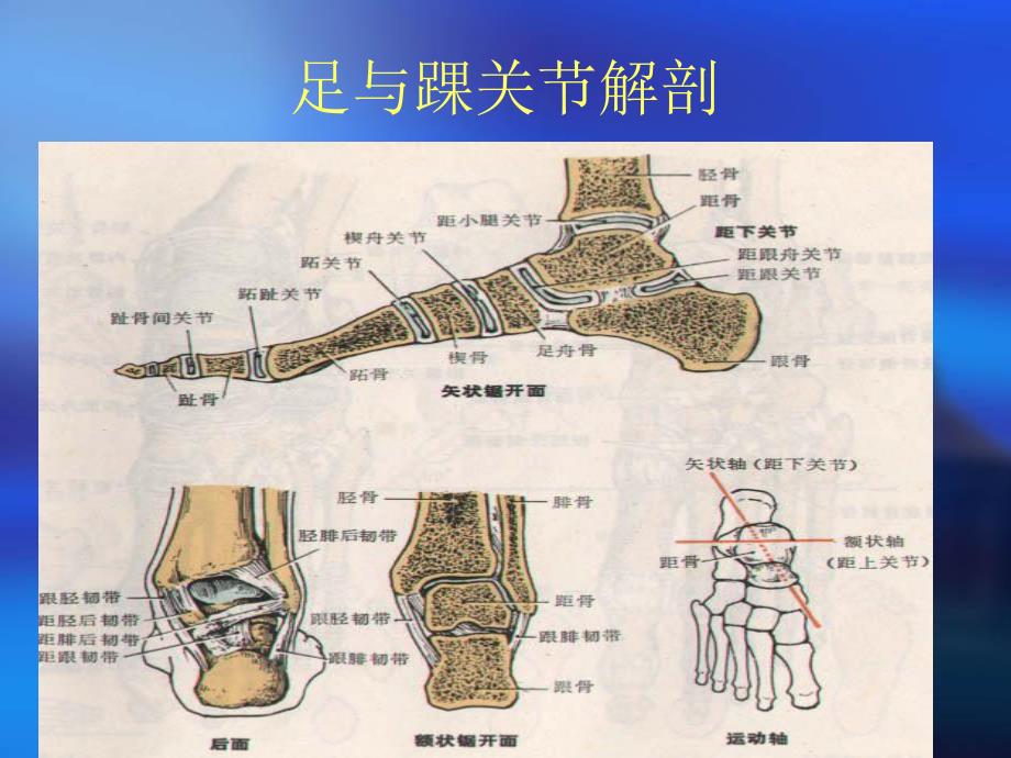 踝关节骨折病人的护理.ppt.ppt_第3页