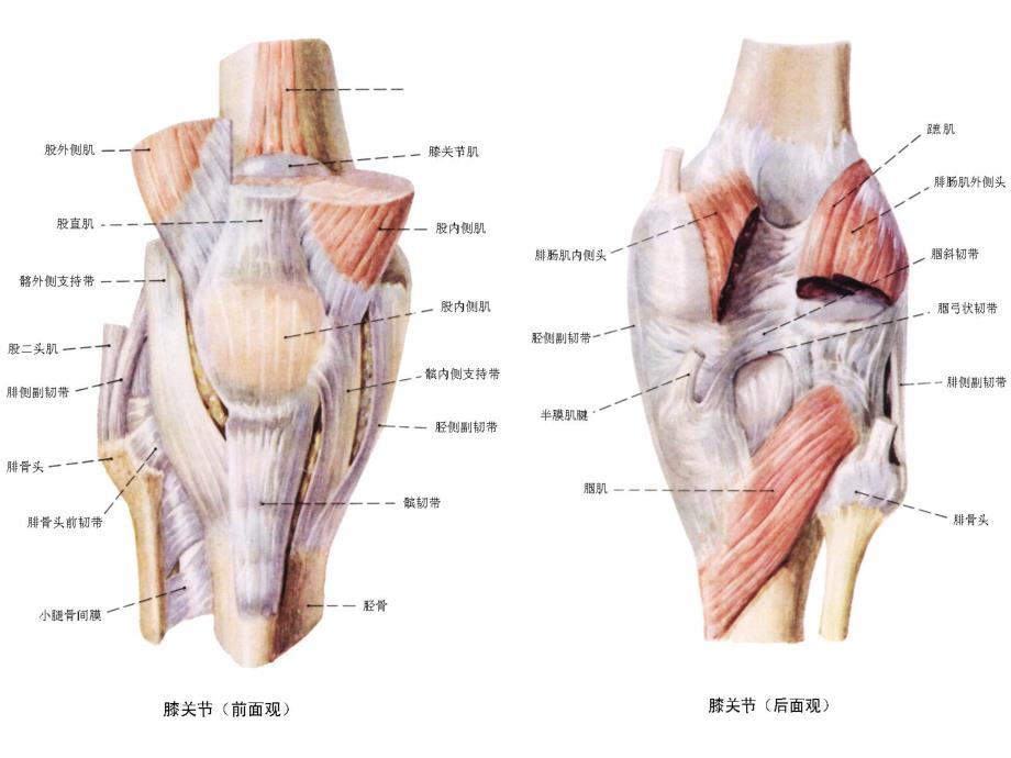 膝关节置换术.ppt.ppt_第3页