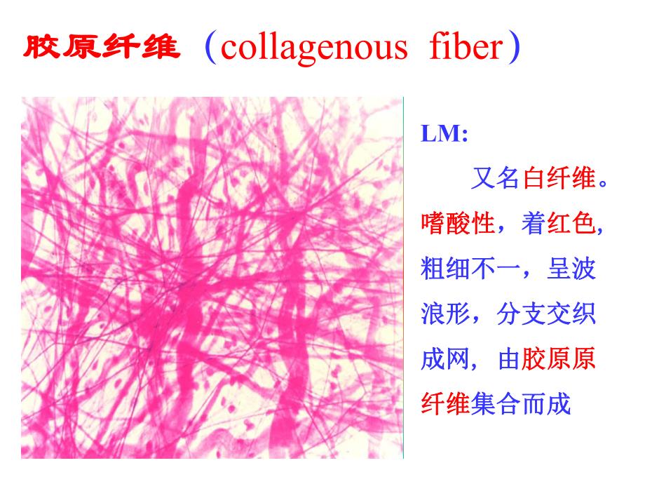 结缔组织(二)软骨肌组织.ppt_第3页