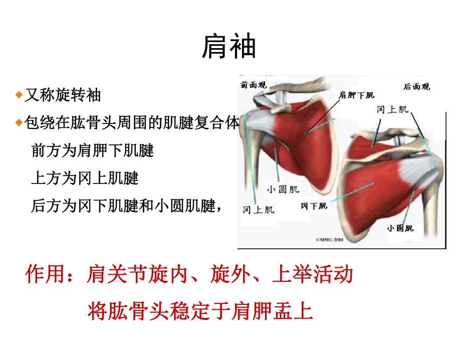 肩关节痛的鉴别诊断.ppt_第3页