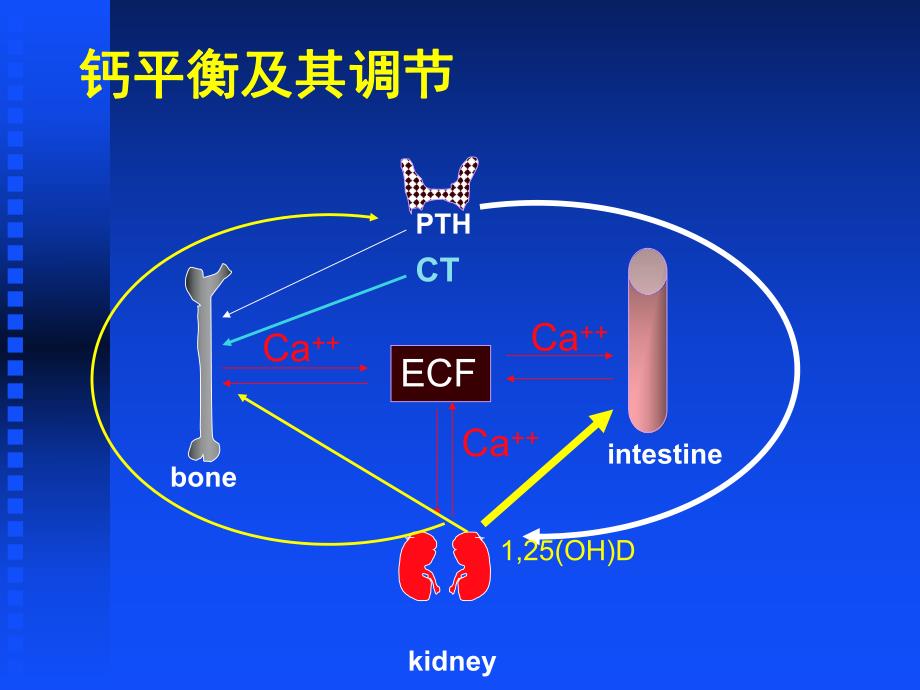 佝偻病和骨软化症.ppt_第3页