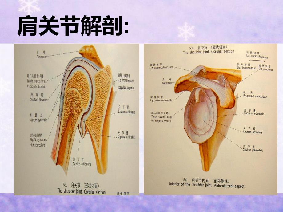 肩关节脱位的护理2.ppt_第3页