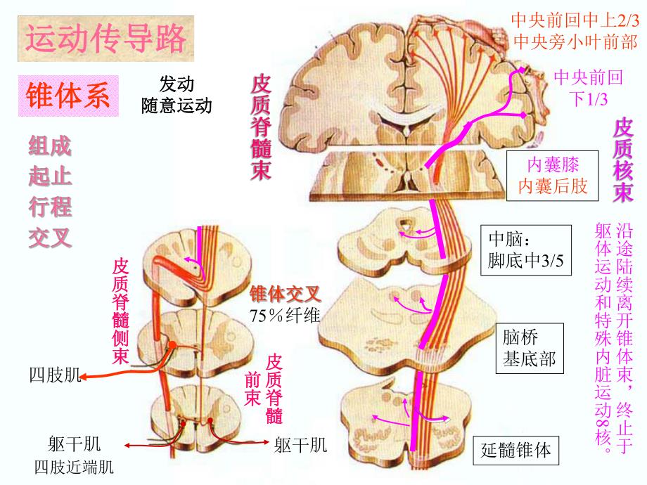 脊髓定位诊断精要.ppt_第2页