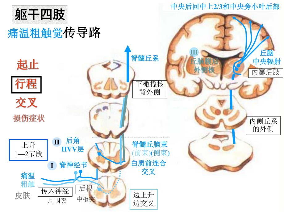 脊髓定位诊断精要.ppt_第3页