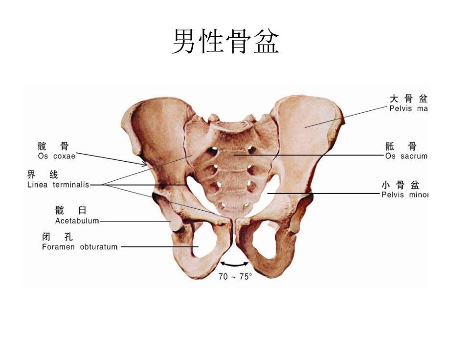 骨盆骨折的护理查房(城).ppt_第3页